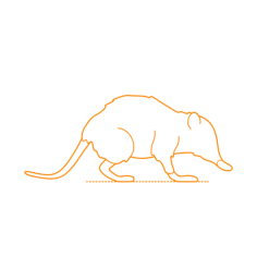 Animals Eulipotyphla Craft Design Svg File, Free Vectors File